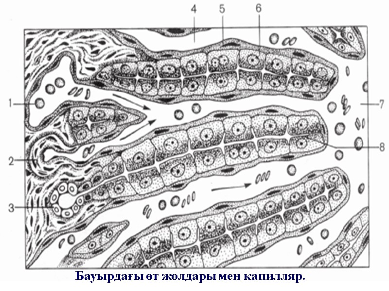 Бауырдағы өт жолдары мен капилляр.
